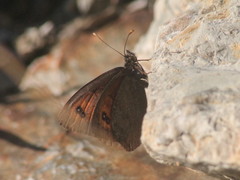 Erebia gorgone