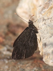 Erebia gorgone