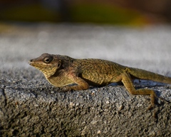 Anolis aeneus