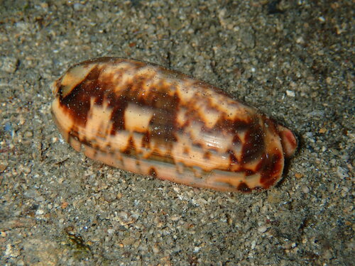 Oliva miniacea marrati, 2026-03-11