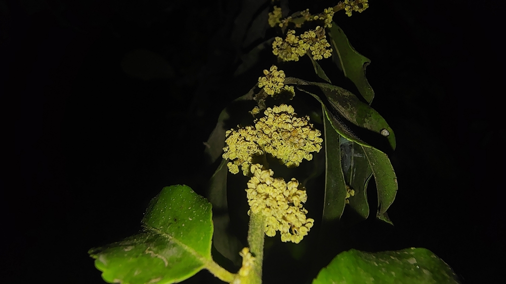 Putranjiva roxburghii; photograph (c) Aadi Kulkarni, some rights reserved (CC BY)