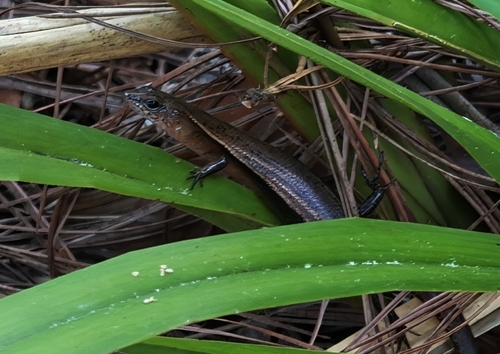 Golden Ground Skink, Scincella balluca