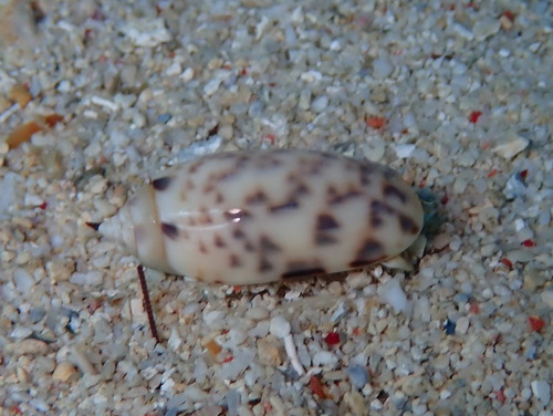 Oliva amethystina observed 2026-03-12