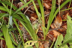 Iris graminea