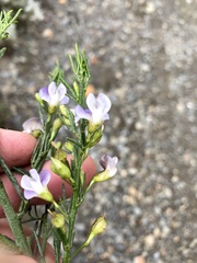 Psoralea forbesiae