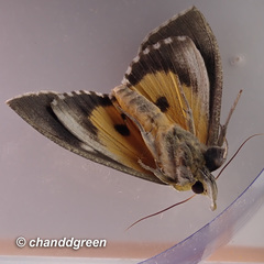 Eudocima hypermnestra