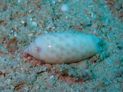 Oliva amethystina observed 2026-03-12