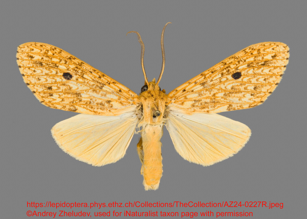 Leucanopsis boliviana
