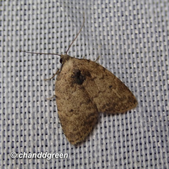Anachrostis