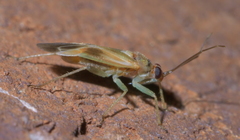 Orthotylus ornatus