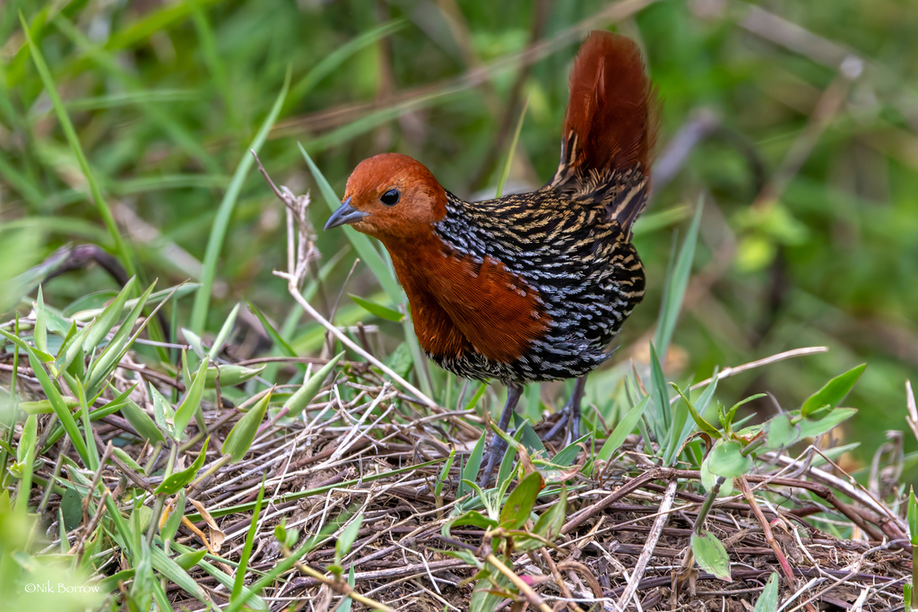 Madagascar Flufftail (Sarothrura insularis) photo