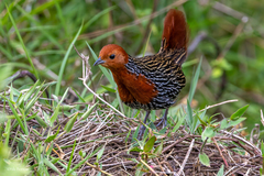 Madagascar Flufftail photo 1