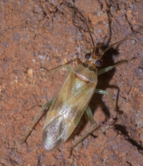 Orthotylus ornatus