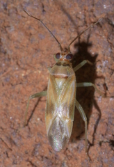 Orthotylus ornatus