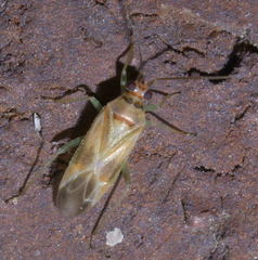 Orthotylus ornatus