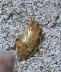 Hamatophylus guttulosus