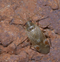 Hamatophylus guttulosus