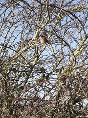 Prunella modularis occidentalis