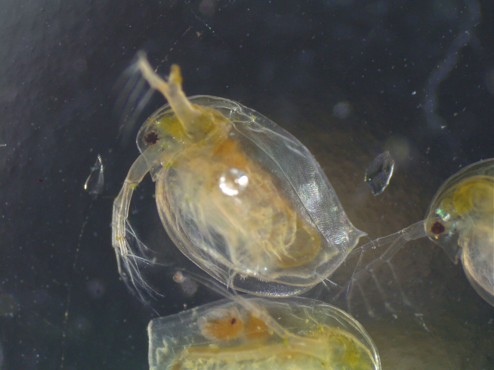 Daphnia magna Straus, 1820