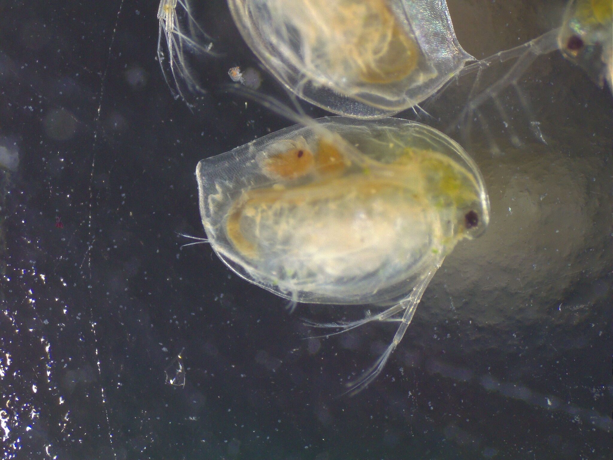Daphnia magna Straus, 1820