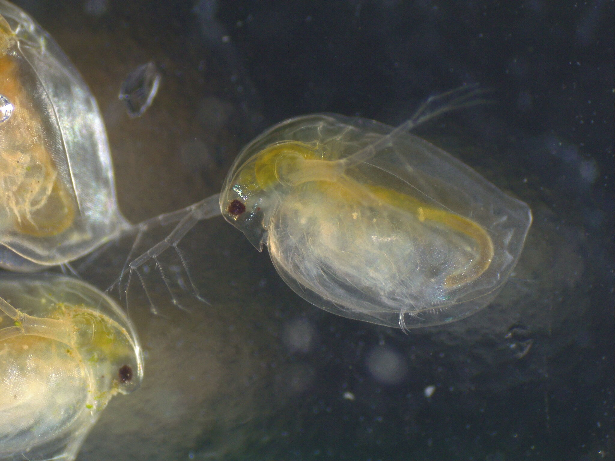 Daphnia magna Straus, 1820
