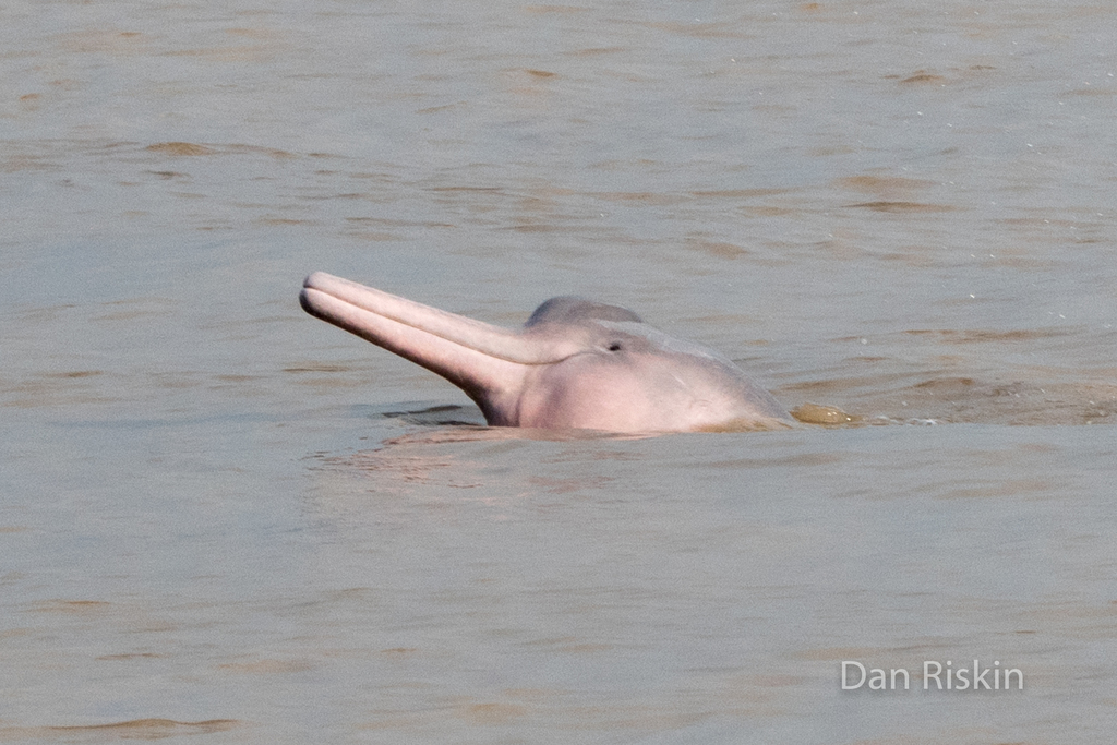 Amazon River Dolphin