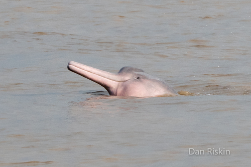 Amazon River Dolphin