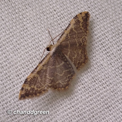 Idaea costiguttata
