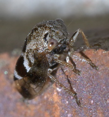 Ophiderma