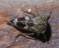 Ophiderma