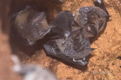 Phyllostomus hastatus