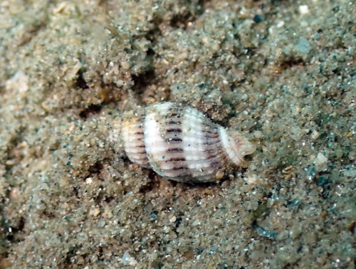 Vexillum exasperatum observed 2026-03-13