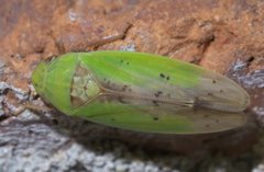 Ponana