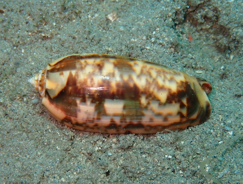 Oliva miniacea marrati, 2026-03-13