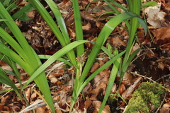 Iris graminea
