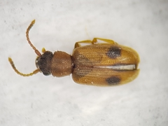 Psammoecus bipunctatus