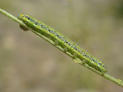 Pontia glauconome