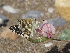 Spialia doris