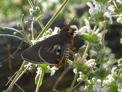Coeliades anchises
