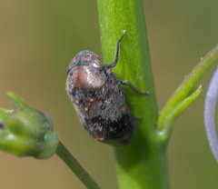 Penthimia americana