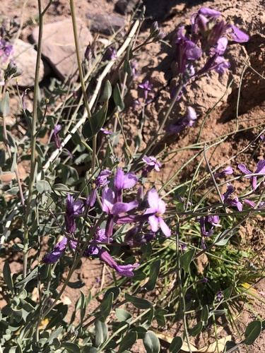 Violet Cabbage