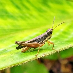 Orphulella concinnula