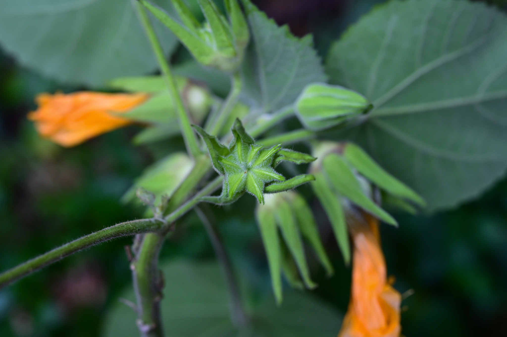 Abutilon sinense Oliv. 3