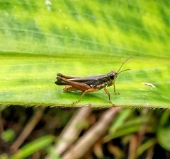 Orphulella concinnula