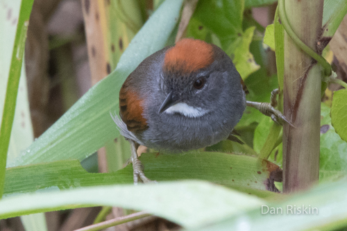 Dark-breasted Spinetail (Synallaxis albigularis), photo 5