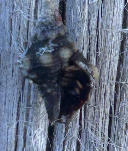 Leucozonia ocellata observed 2026-02-13