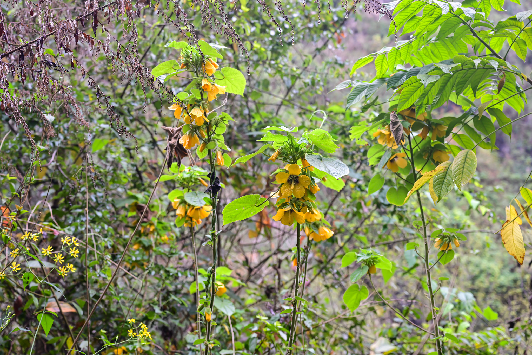 Abutilon sinense Oliv.
