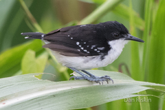 Black-And-White Antbird photo 2