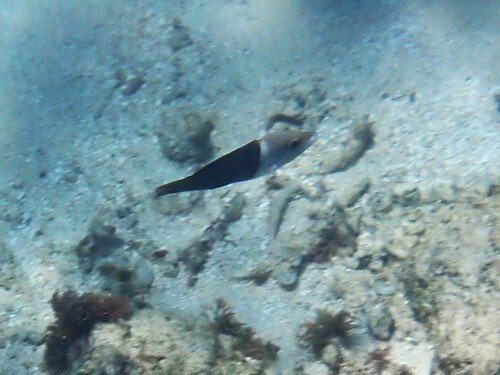 Hemigymnus melapterus