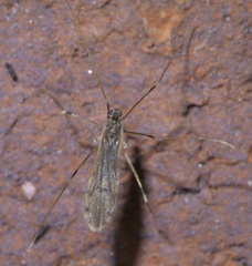 Erioptera